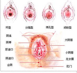 高清实拍 超震撼的女性阴道构造