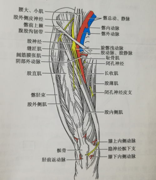 左右股动脉在哪里图片