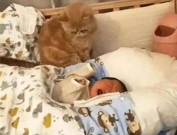 女主人生下宝宝,猫盯着宝宝很好奇 出去这久就带回这东西