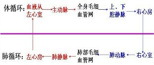 将下面两组词语配对.在空格内填上右边相应词语的字母. 1 心脏 A.射出静脉血 2 左心室 B.射出动脉血 3 右心室 C.运输体内物质 4 血液循环 D.血液循环的动力器官 