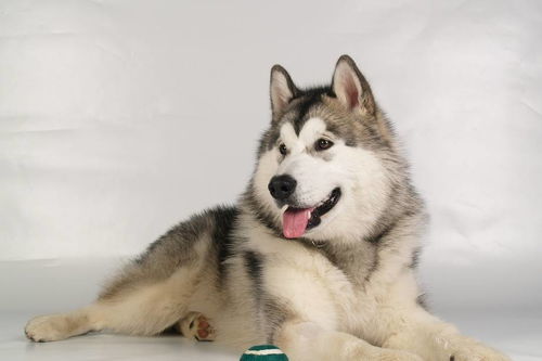 如何饲养小阿拉斯加雪橇犬 小阿拉斯加雪橇犬的喂养注意事项