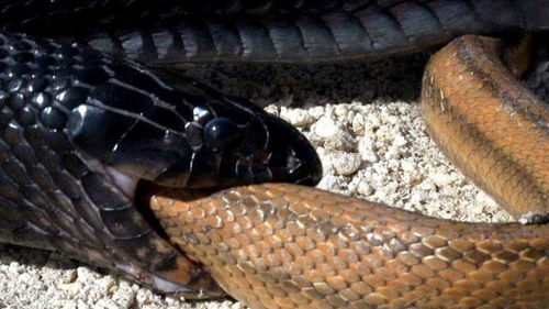 号称 非洲死神 的黑曼巴蛇,可在一瞬间内毒杀8个成年人 