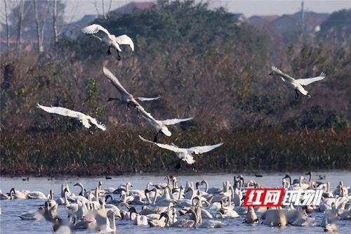 水中大熊猫 如约来湘过冬,湖南成为珍稀鸟类越冬宝地