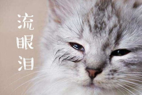 猫咪爱流眼泪是感动吗 可能是病了 猫咪常流泪该怎么护理