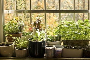 家中摆什么植物风水好,客厅绿植摆什么？能招财纳宝的好植物你知道么？