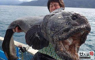 渔民捕获巨型狼鱼 面目狰狞嘴大如河马