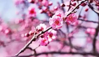 清明节关于桃花的诗句