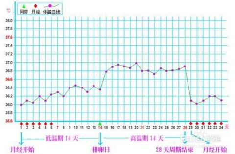 如何准确测量基础体温