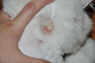 辟谣 猫咪皮肤病不会传染给人 猫癣比你想象中的传染性还要强