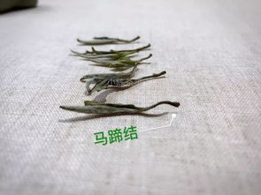 银针花蒂惨叫(金针花蒂撕裂啊)