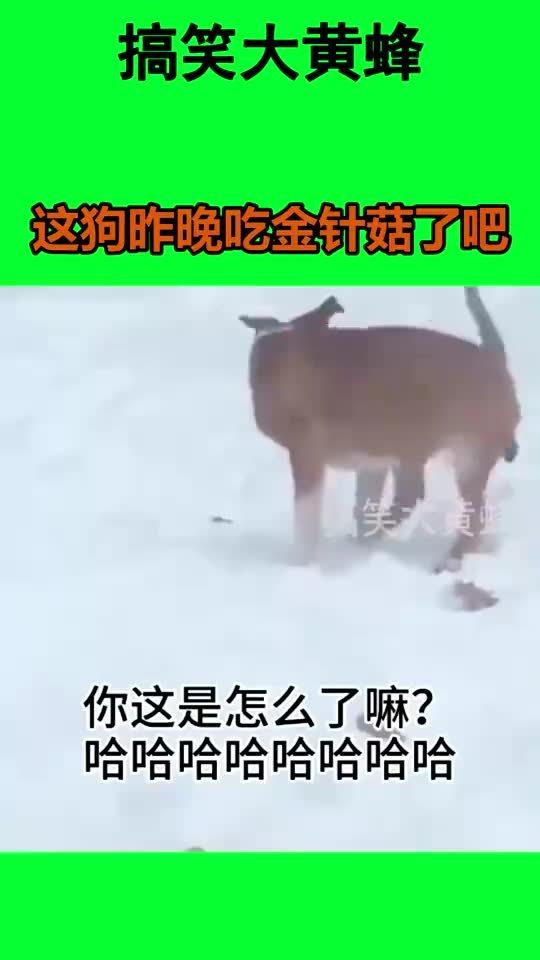 这狗昨晚吃金针菇了吧 