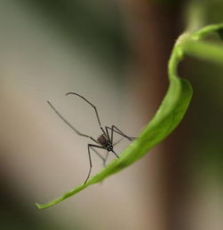 三招不惹蚊子咬 被蚊子咬了怎么消肿