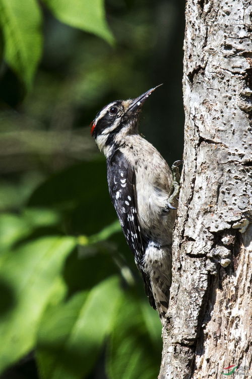 长嘴啄木鸟Hairy Woodpecker 161011 