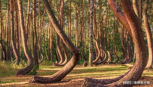 古怪的 弯腰 森林,树木向同一个方向弯曲,可能存在未知力量