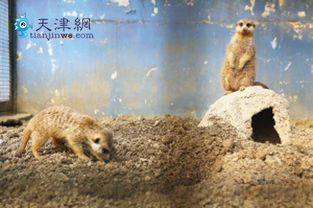 天津动物园启动供热系统 猴用地采暖蟒蛇有浴霸 