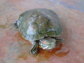 巴西红耳龟摸哪最舒服？