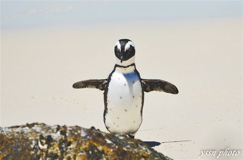 海南周刊 在三亚养企鹅是什么体验 让 企鹅爸爸 告诉你 