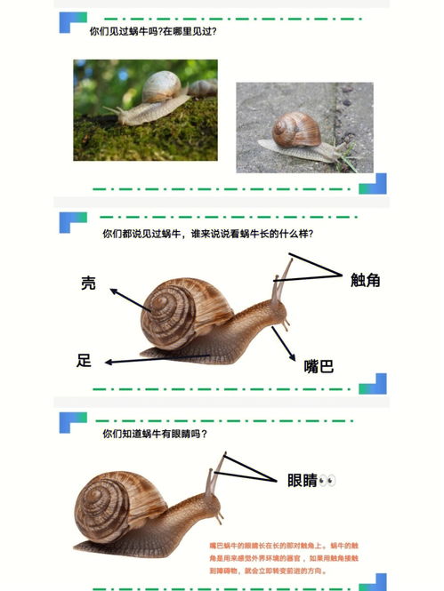 蜗牛中班科学(蜗牛中班科学教案)