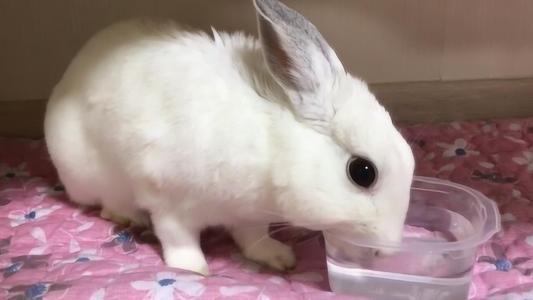 关于兔子的误区 被兔子咬了要打疫苗吗 兔子真的不能喝水吗