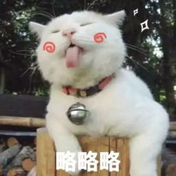 猫为什么喜欢爬高