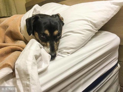 该不该给狗狗睡主人的床呢