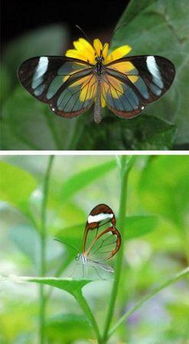 组图 地球上80大最美丽的蝴蝶排行榜,最美当属光明女神蝶 