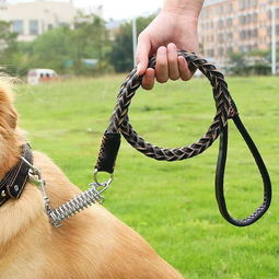 请你对爱犬负责,牵引绳是生命绳