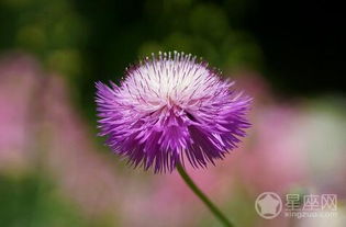 10月15日生日花语 香矢车菊,10月15日是什么星座