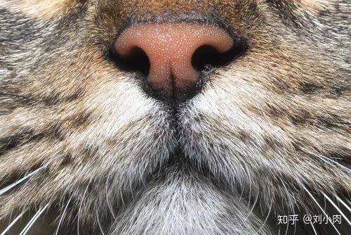 猫咪鼻子干燥是不是生病了 