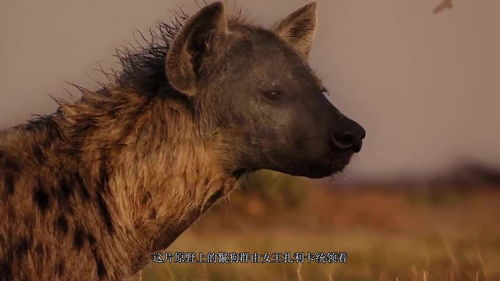 实拍非洲鬣狗群 被狮子欺负毫无脾气,为了生存与豺犬打群架 
