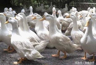 渔池养鸭一亩养多少只鸭子最合适 养鸭怎样提高养殖效益 
