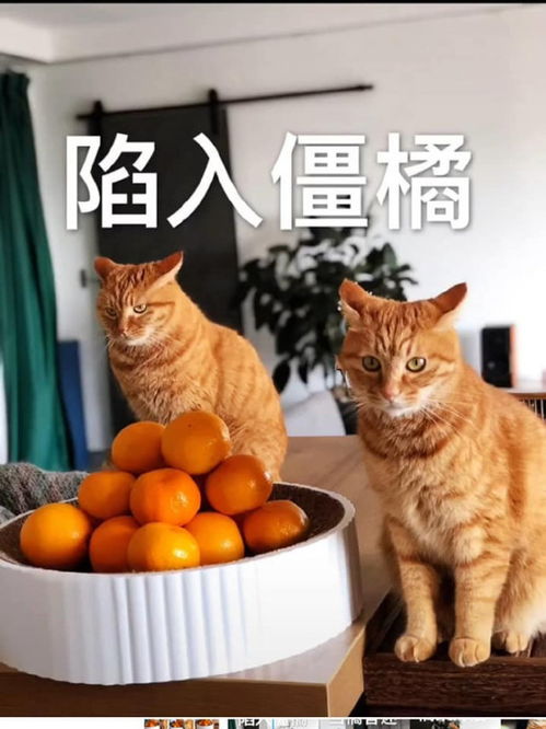 橘猫成语,形象的很啊,有才人的猫 