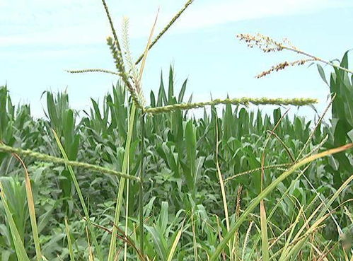 有机玉米种植简介范文-玉米地怎样种柴胡教程？