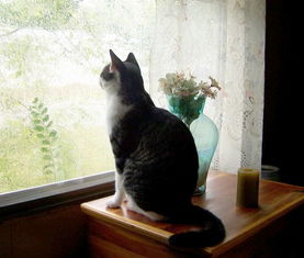 我的猫每天看着窗外好几个小时,是不是太寂寞了