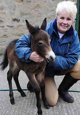 Mini mule is just 50cm tall