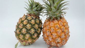 菠萝和凤梨到底有什么区别呢