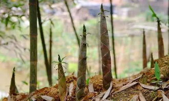 夏季多湿热,养生当时节 