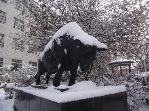 欲钱买阳春白雪是什么生肖