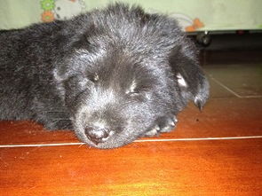 家里来了一只纯黑色的小狗狗....不知道是什么品种的..有图 