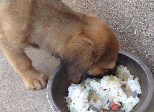 狗不能吃什么食物清单,狗不能吃的20种食物有哪些？