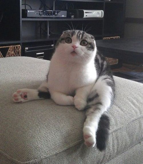 你见过猫咪这样的坐姿吗
