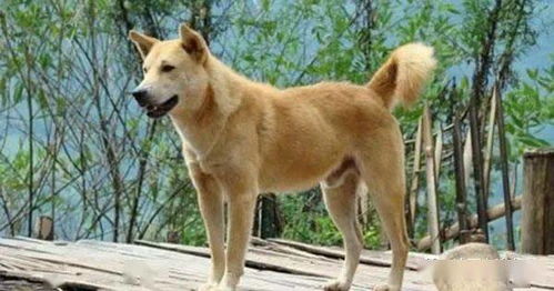 在中国古代狗的种类怎么分 中华田园犬为何又叫帝王犬