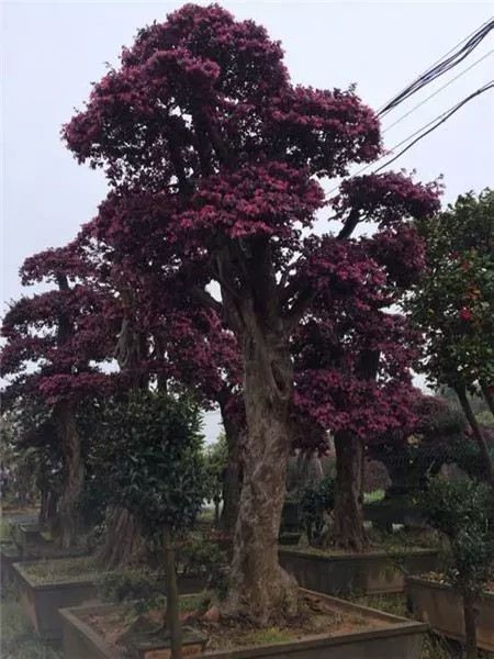 红花继木的盆景造型方式 