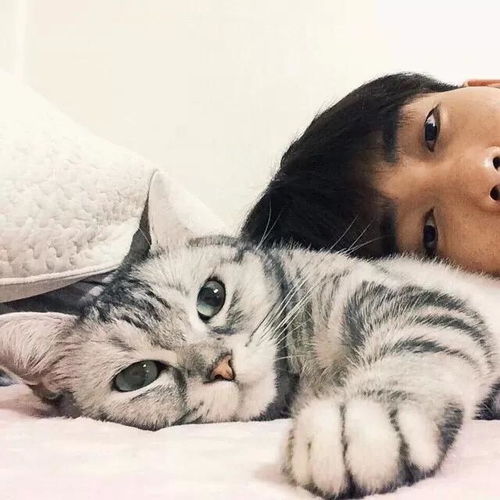 为什么越来越多的人喜欢用猫咪做头像