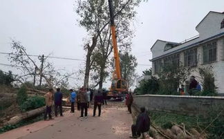 惨 自贡富顺代寺一男子被砍伐的树木当头砸死