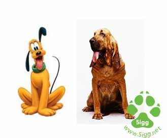 米老鼠和唐老鸭 上米奇的狗狗 布鲁托的原型是什么品种的狗狗 