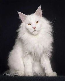 猫事 坚持多年只为一种猫拍肖像,这才是真爱
