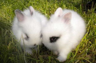 家养宠物兔多少钱一只 怎么养比较好 小兔子吃什么草不会生病