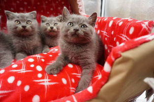 想买一只英短蓝猫,以下是猫主人的四只蓝猫,三个月大,价格2600左右,请问哪只品相比较好 