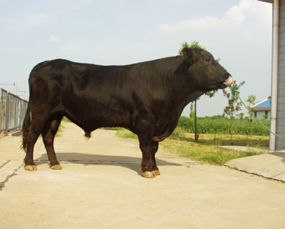 牲畜养殖场专家解析安格斯牛发展前景